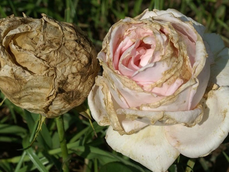 trị bọ trĩ hoa hồng bằng nước rửa chén khi hoa bị kém sắc