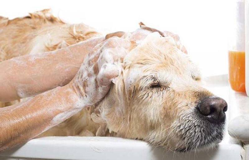 trị ve chó bằng nước rửa chén cho chó