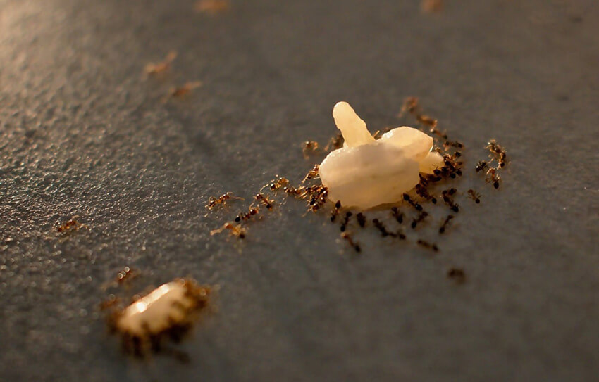 Ngăn côn trùng trú ngụ trên sàn nhà